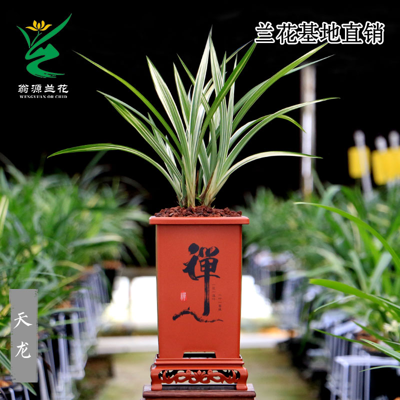 翁源兰花苗高端正品墨兰天龙瓷白艺金边好养浓香室内绿植花卉盆栽
