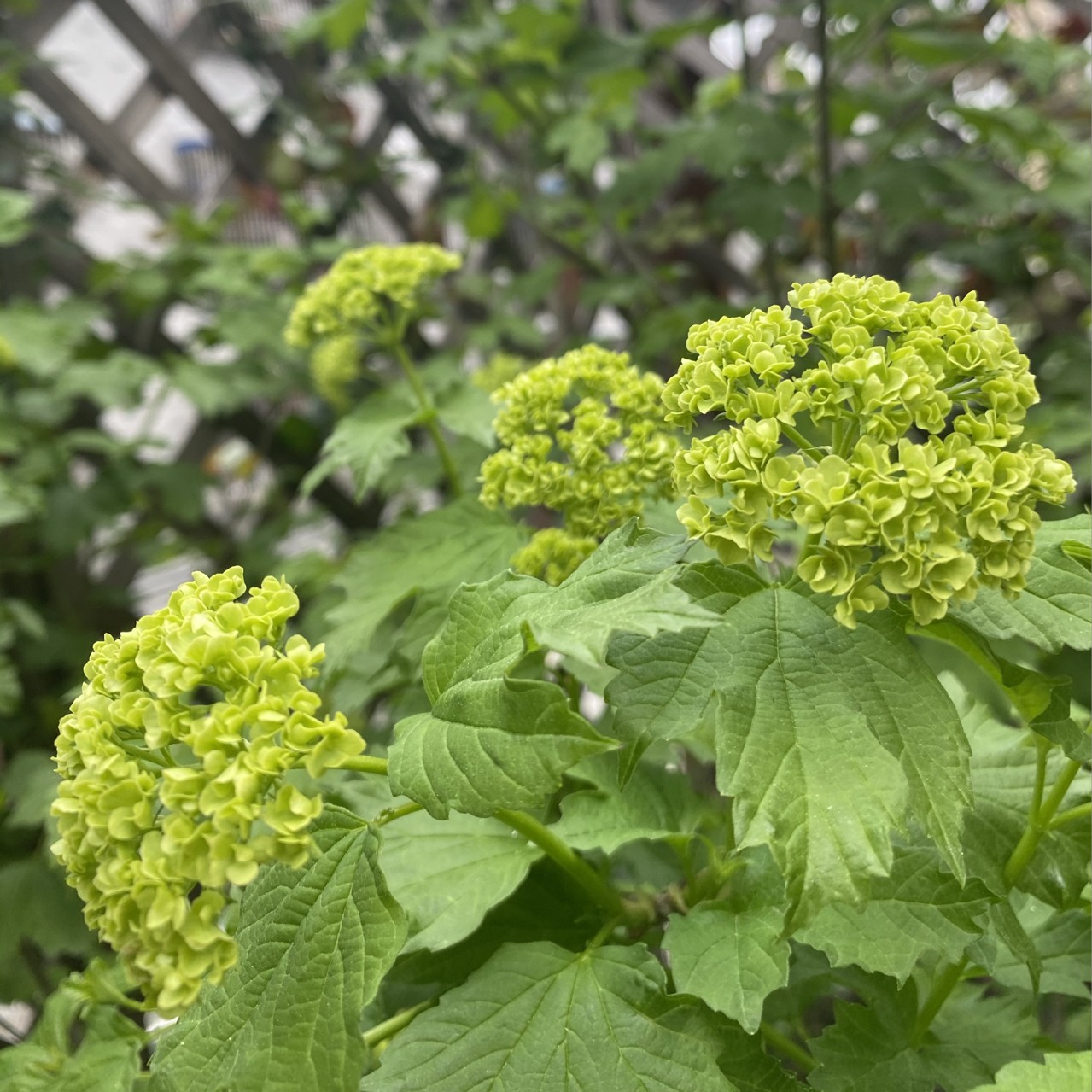 欧洲玫瑰绣球欧木庭院盆栽花卉耐热怕涝木绣球花量大可地栽乔木
