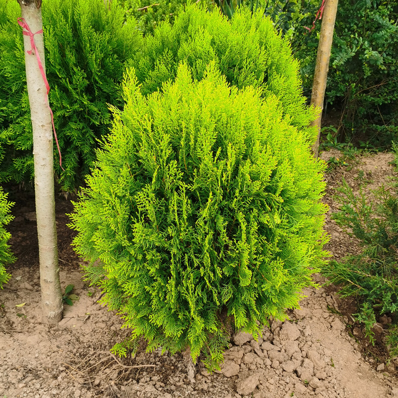洒金柏黄金球庭院花镜植物色绿化植物黄头柏四季常青地栽松柏树苗