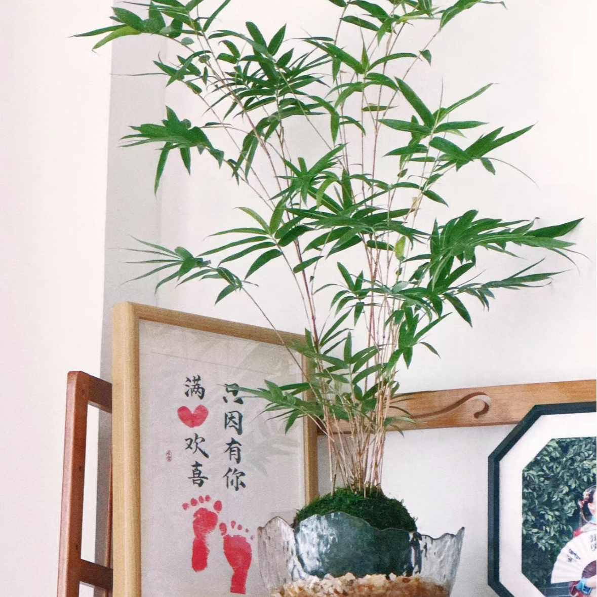 （一物一拍）红观音竹 红寒竹 紫寒竹 内门竹 米竹 室内盆景绿植