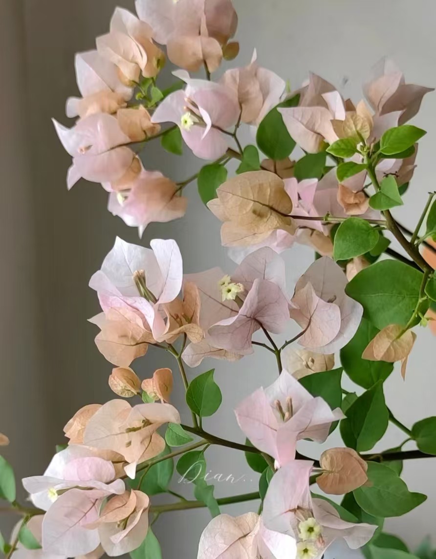 三角梅盆栽【矮接高飘】福利款随机发货