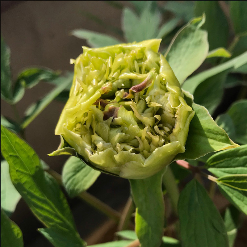 绿幕隐玉牡丹花苗大苗盆栽室内外庭院绿植正宗观赏重瓣牡丹花花苞