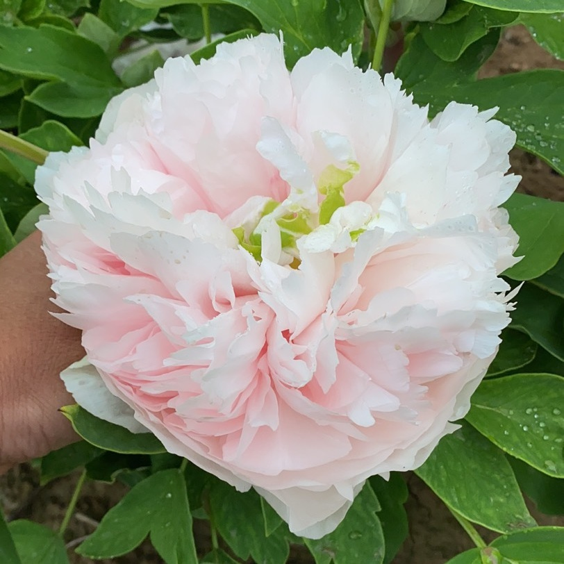 百花妒牡丹花苗大苗盆栽室内外庭院绿植正宗观赏重瓣牡丹花带花苞