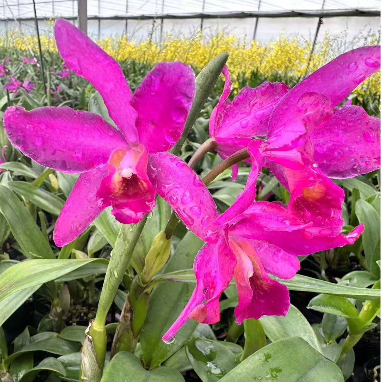 【祥馨兰业】卡特兰红妆塑裹盆栽花卉绿植长蜡石斛兰瓣子厚直发