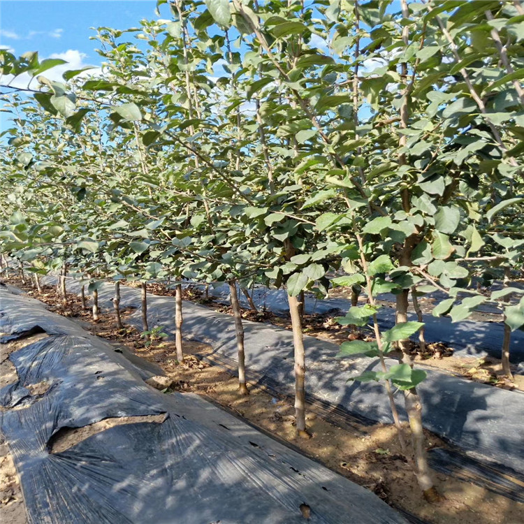 一物一拍 盆栽树苗 市 子