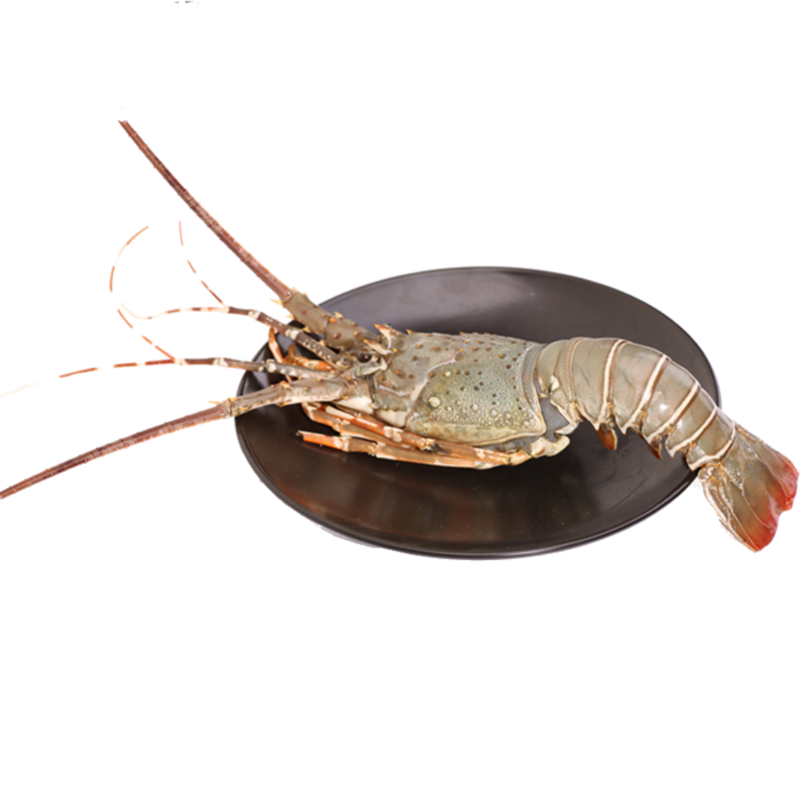 鲜活小青龙仔250g-300g