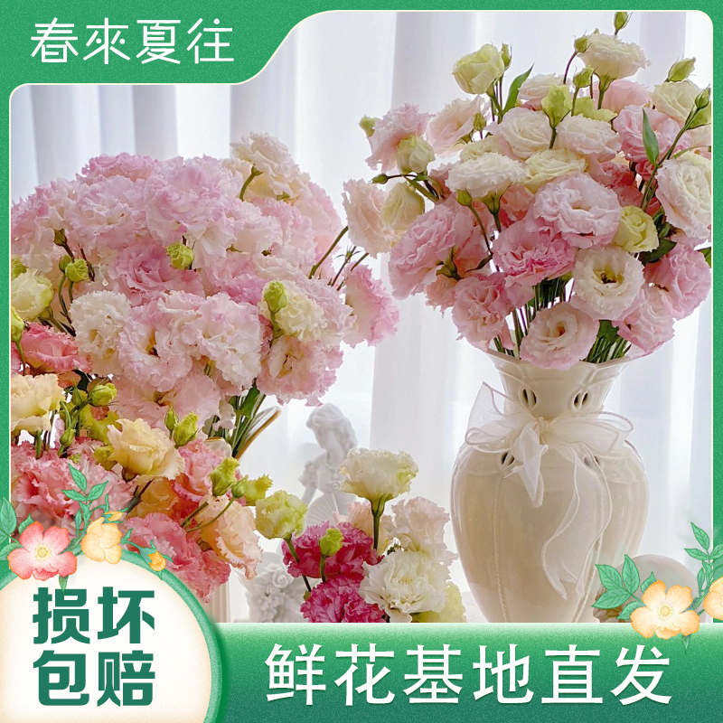 【洋桔梗鲜花】云南基地直发洋桔梗优质鲜切花客厅家居摆件插花