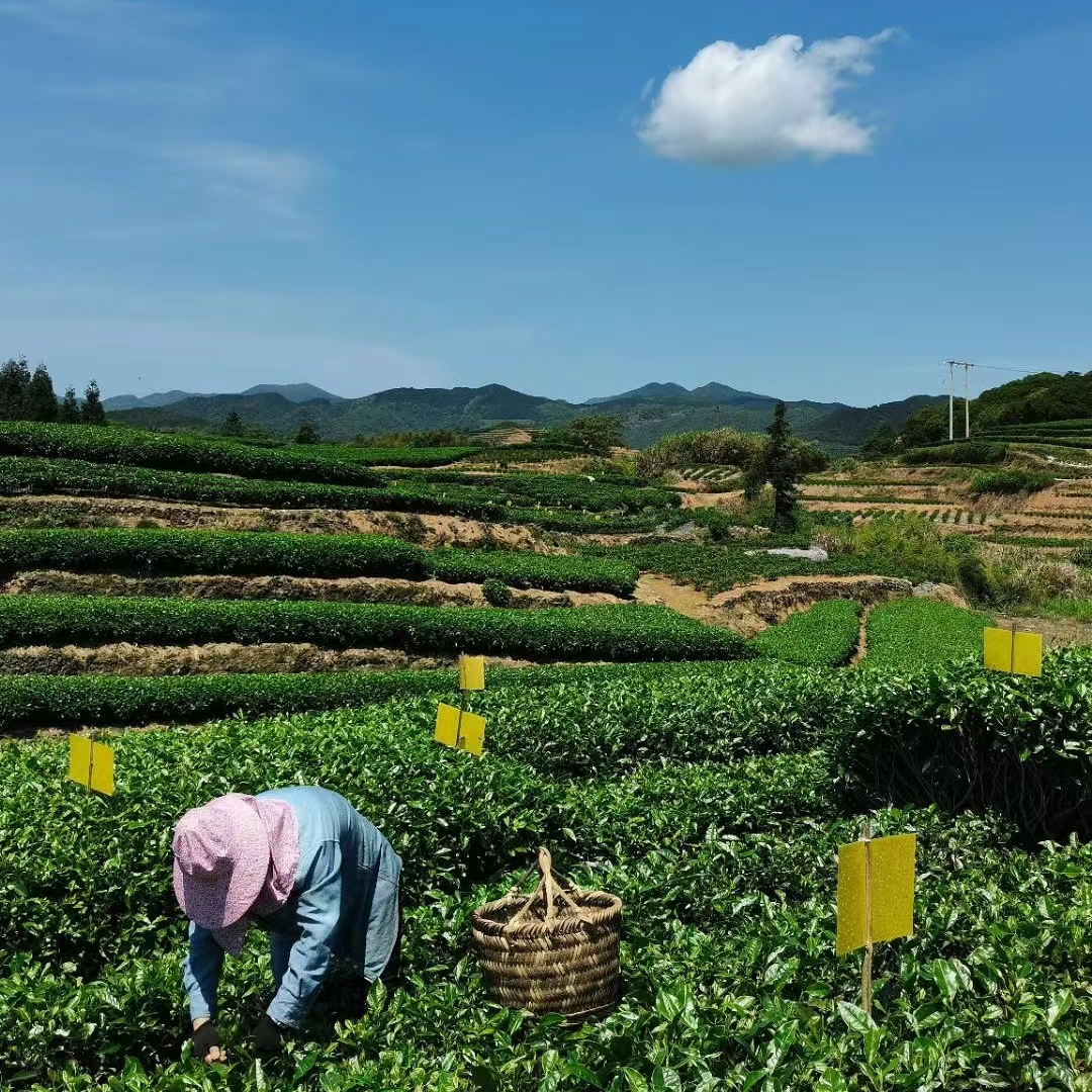 dq 2021白牡丹 50g一罐