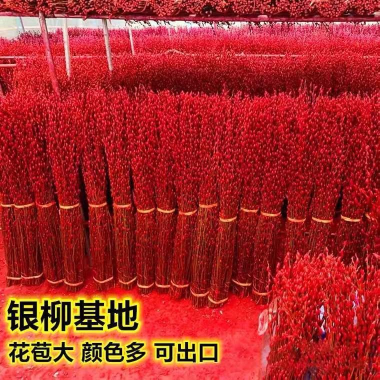 招财银柳真花鲜枝春节年宵花卉水培耐寒植物干花银柳新年室内装饰