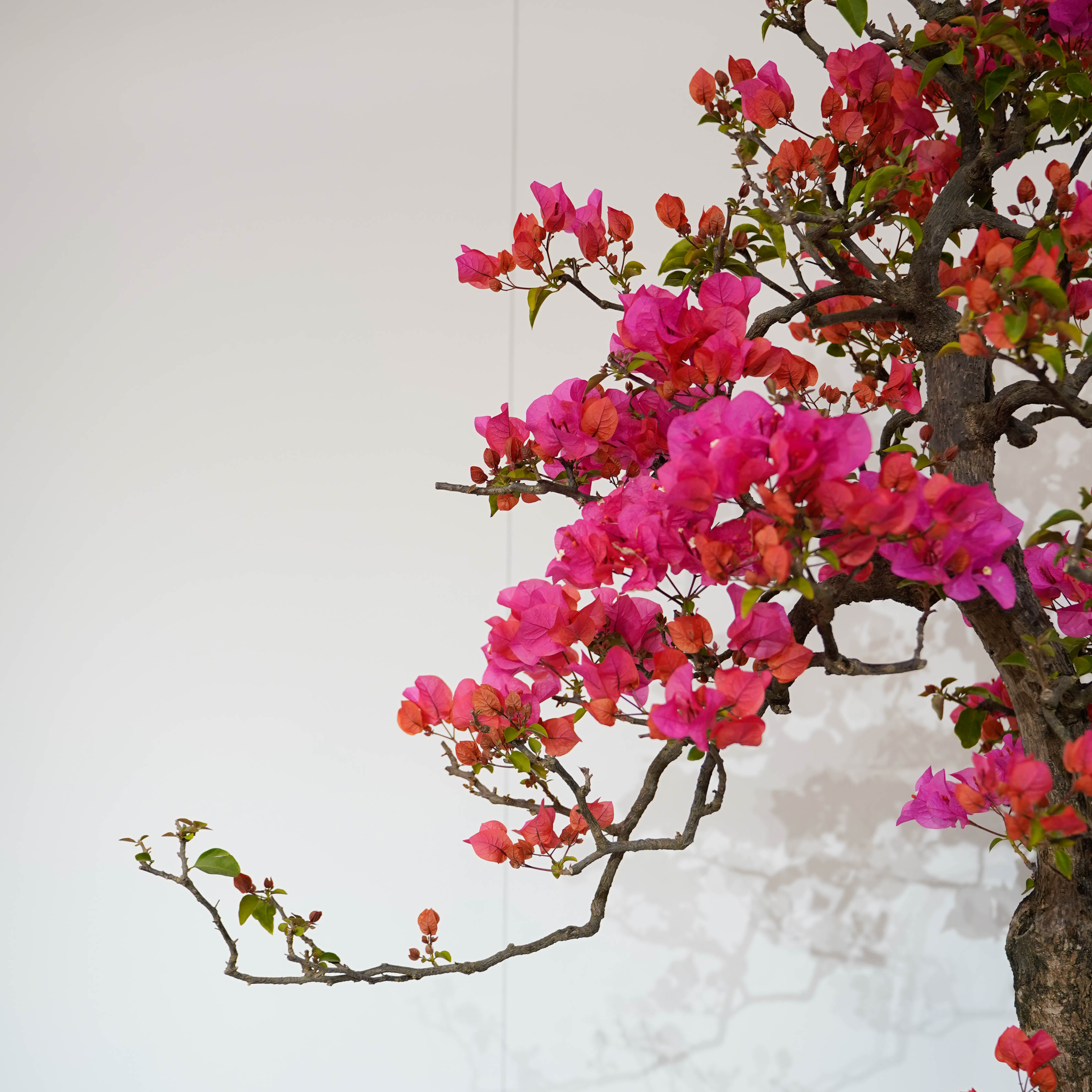 【一物一拍】三角梅多款造型盆景拍【99999】