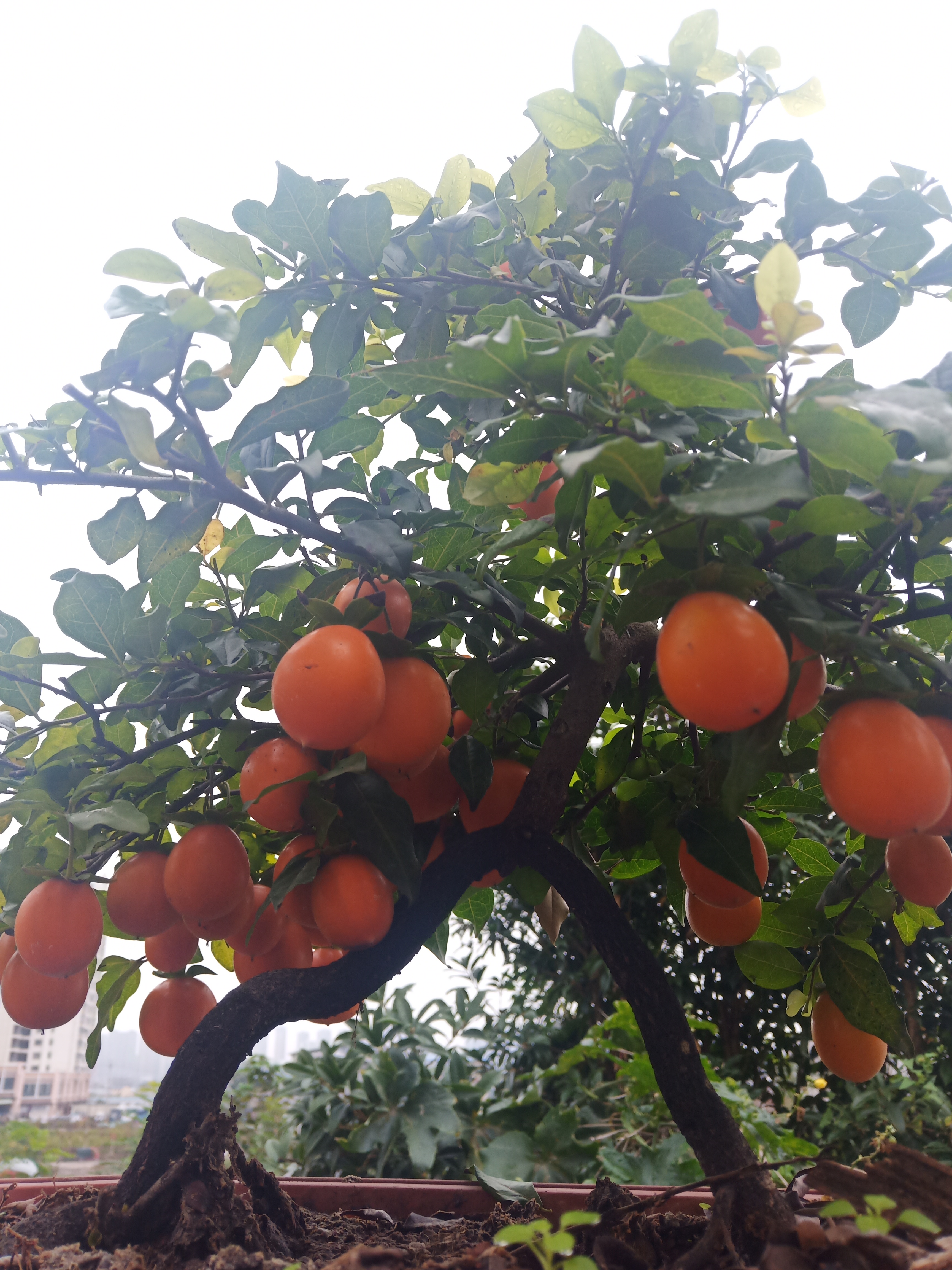 四季常青金弹子嫁接桩盆景盆栽