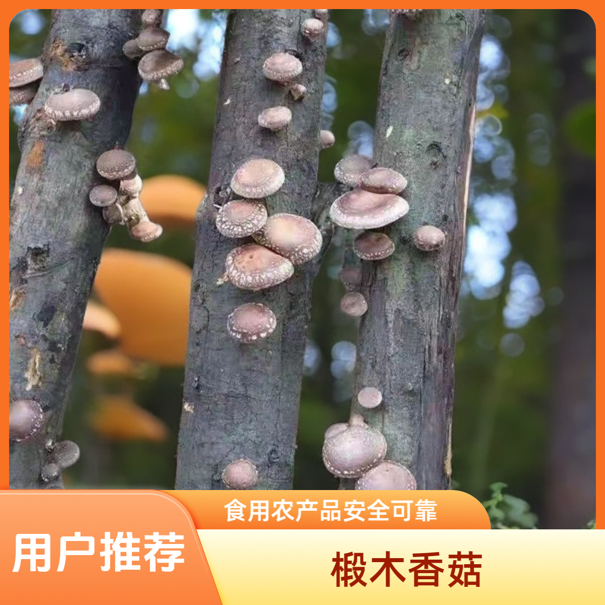 椴木香菇批发原木香菇烤香菇干货50-1000克