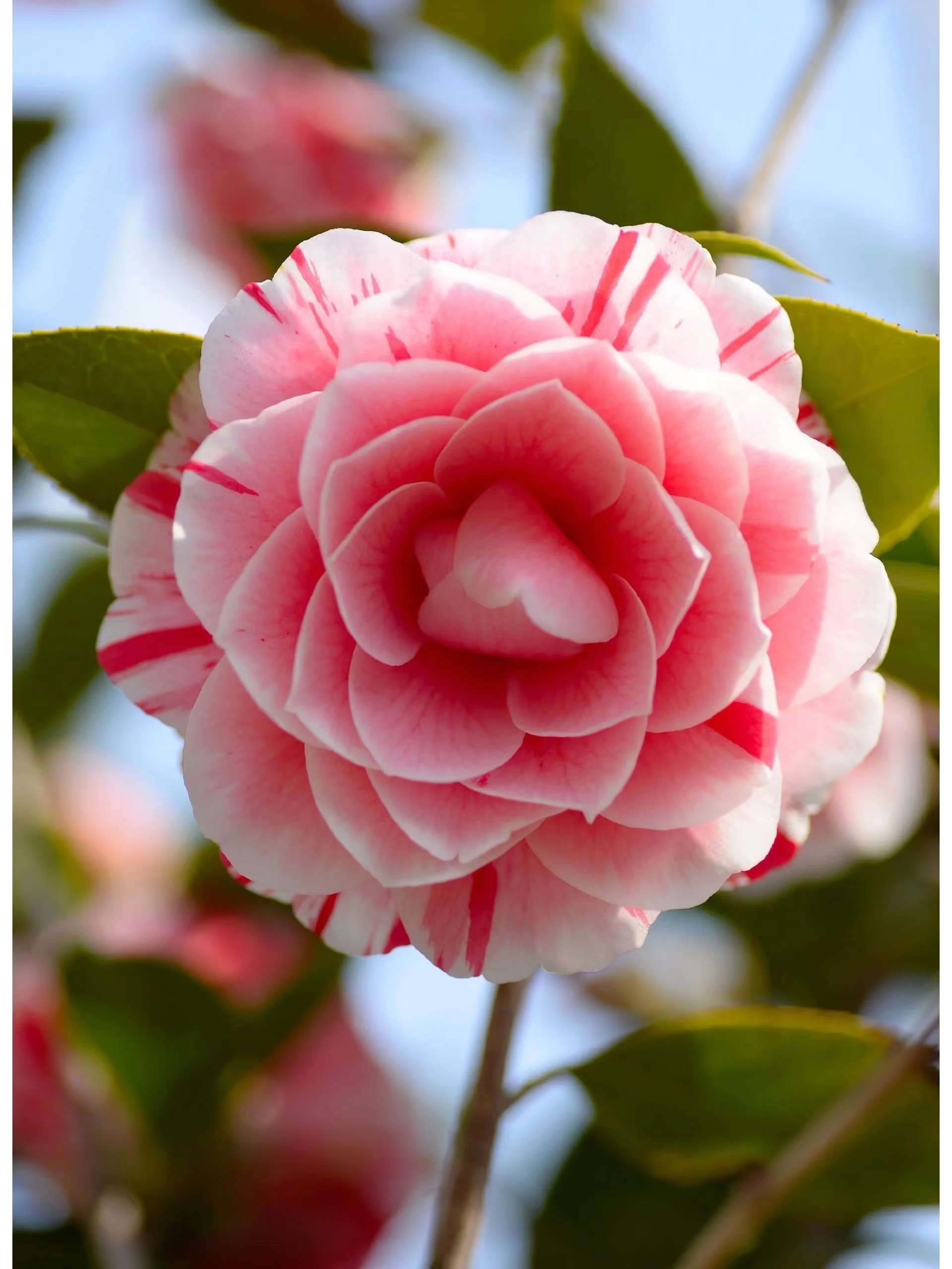 带花苞多色五色赤丹山茶花地栽盆栽室内室外耐寒绿植牡丹花开花