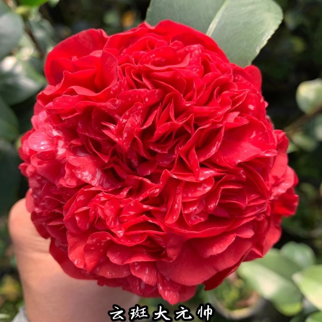 云斑大元帅茶花盆栽名贵品种花苗花卉绿植客厅阳台观花植物小盆栽