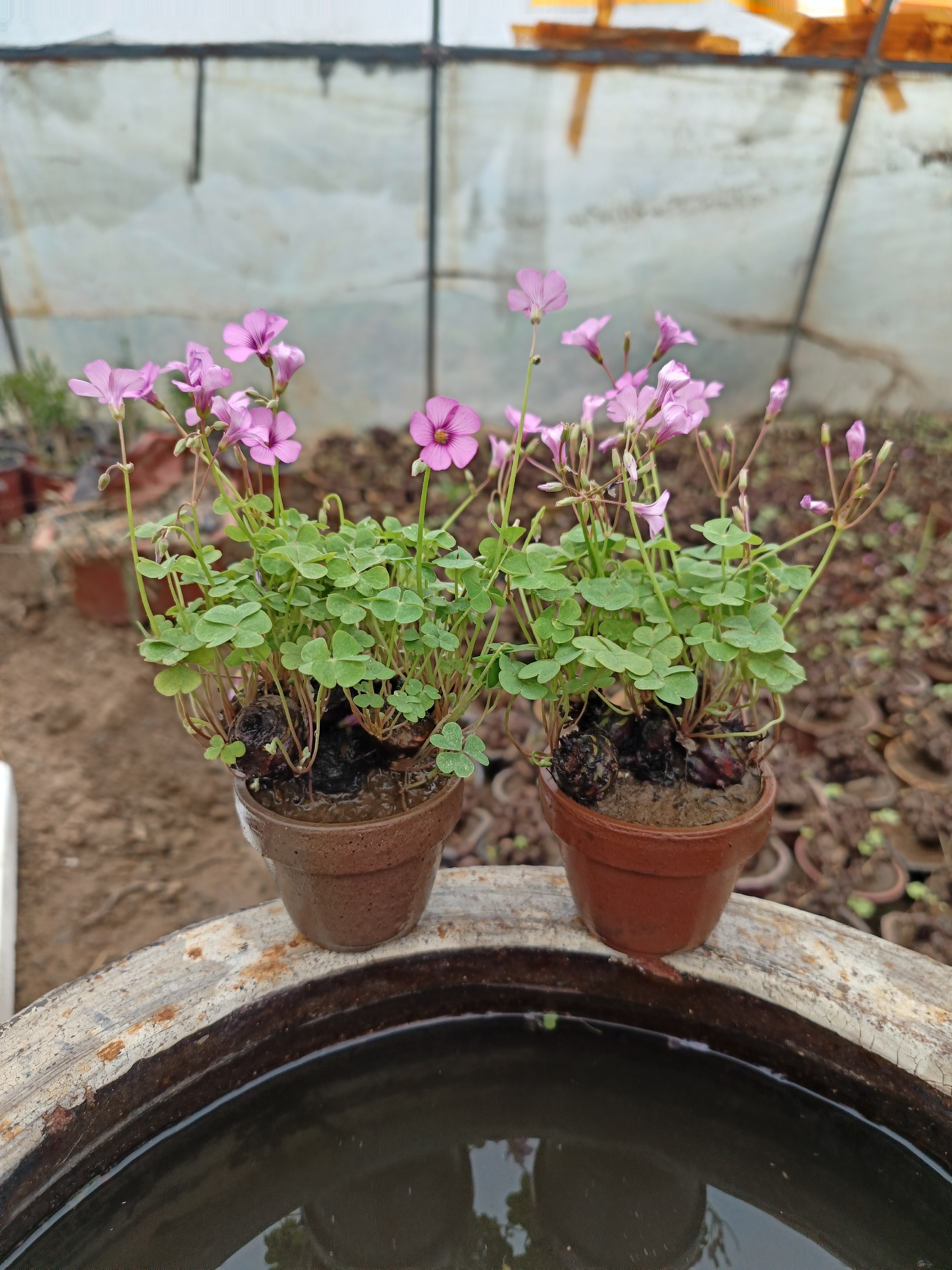 直播专用三叶草幸运草