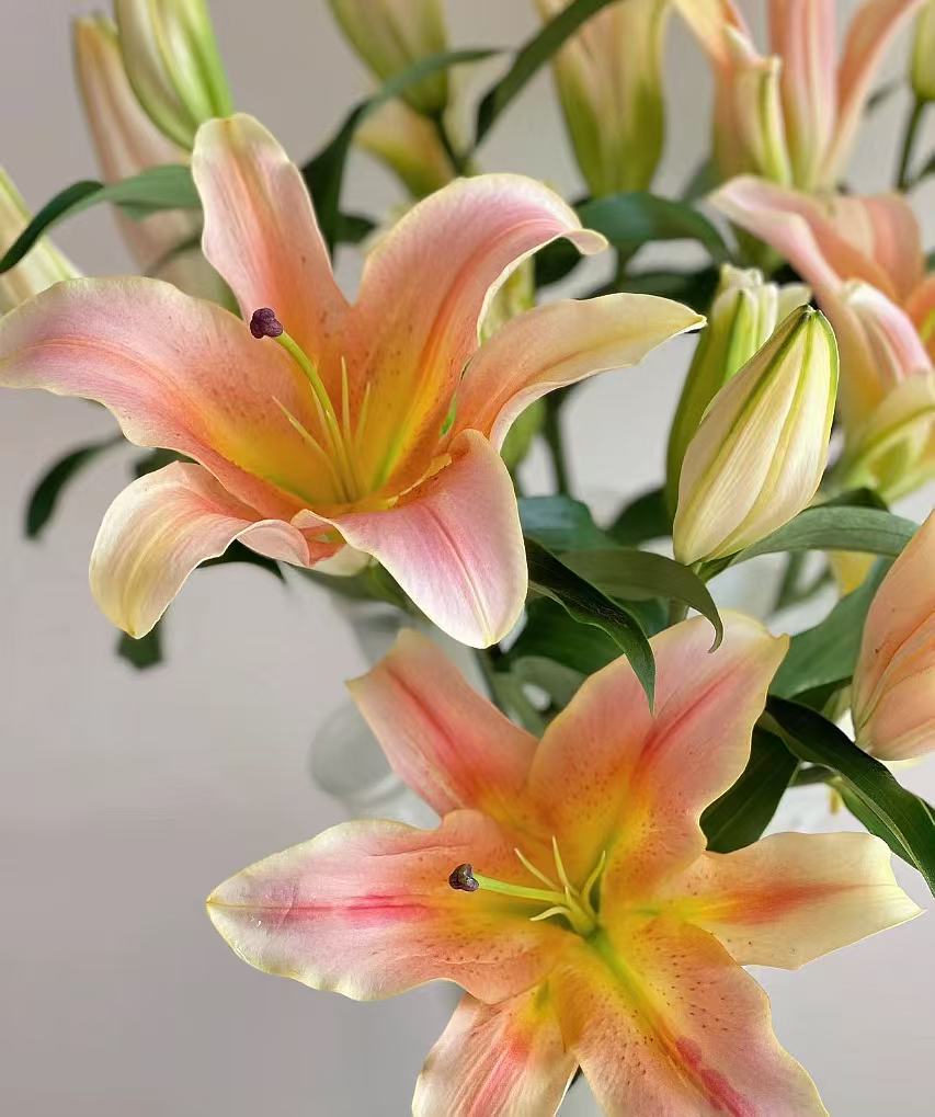 [小王]一见钟情百合云南鲜花顺丰包邮