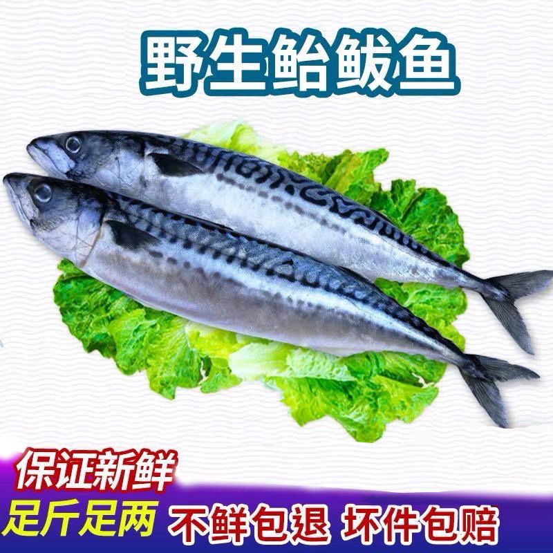 鲐鲅鱼，回家带冻清理，脱刺不理赔顺丰快递冷冻发货