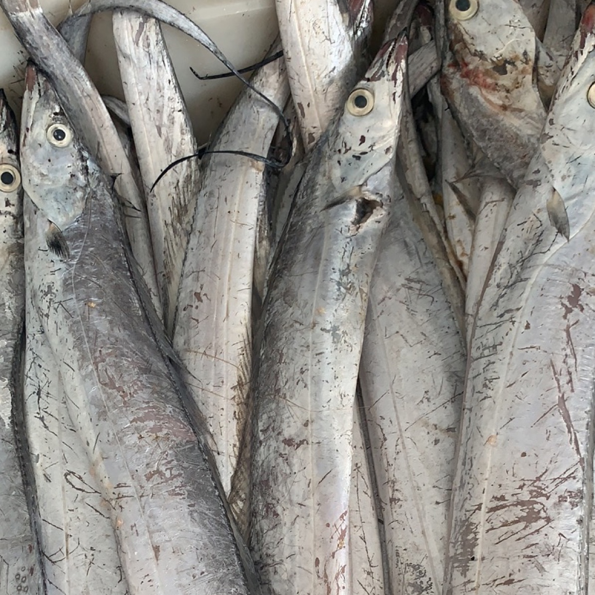 新鲜小眼睛吕四本港大带鱼老鹰带