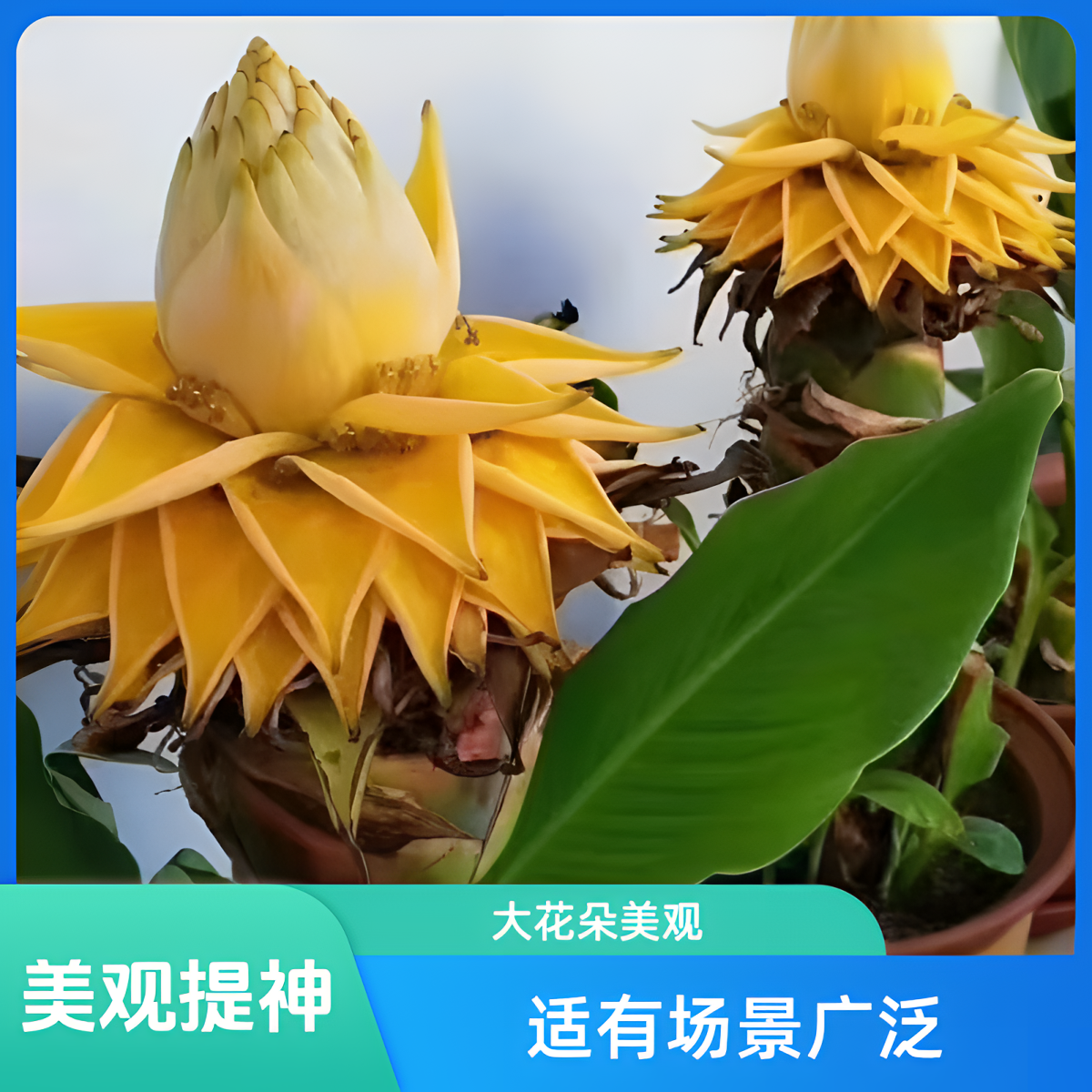 【地涌金莲】稀有花卉超长花期大花朵耐高温易载活大盆栽观赏批发