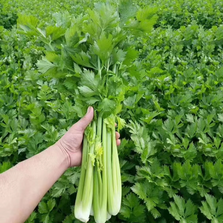 新鲜芹菜150g
