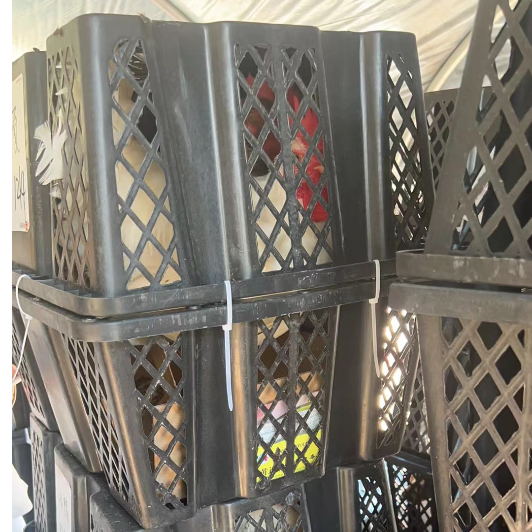 小黑框装花柴大公鸡 小细脚爆炒苏禽母鸡 黄油母鸡