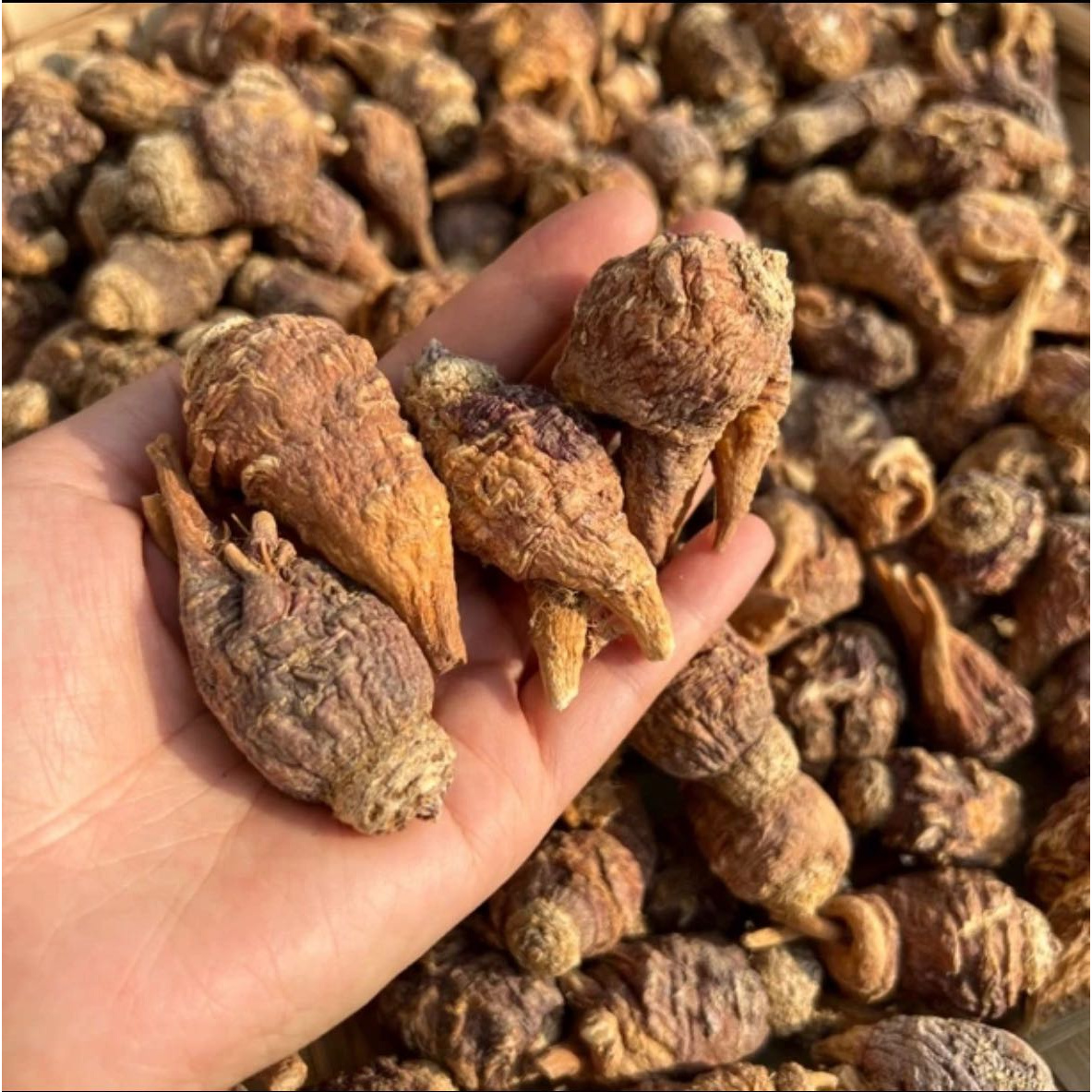 【圆圆推荐】现收土特产-秘鲁杉--渗-250克-500克-1000克食用农产品