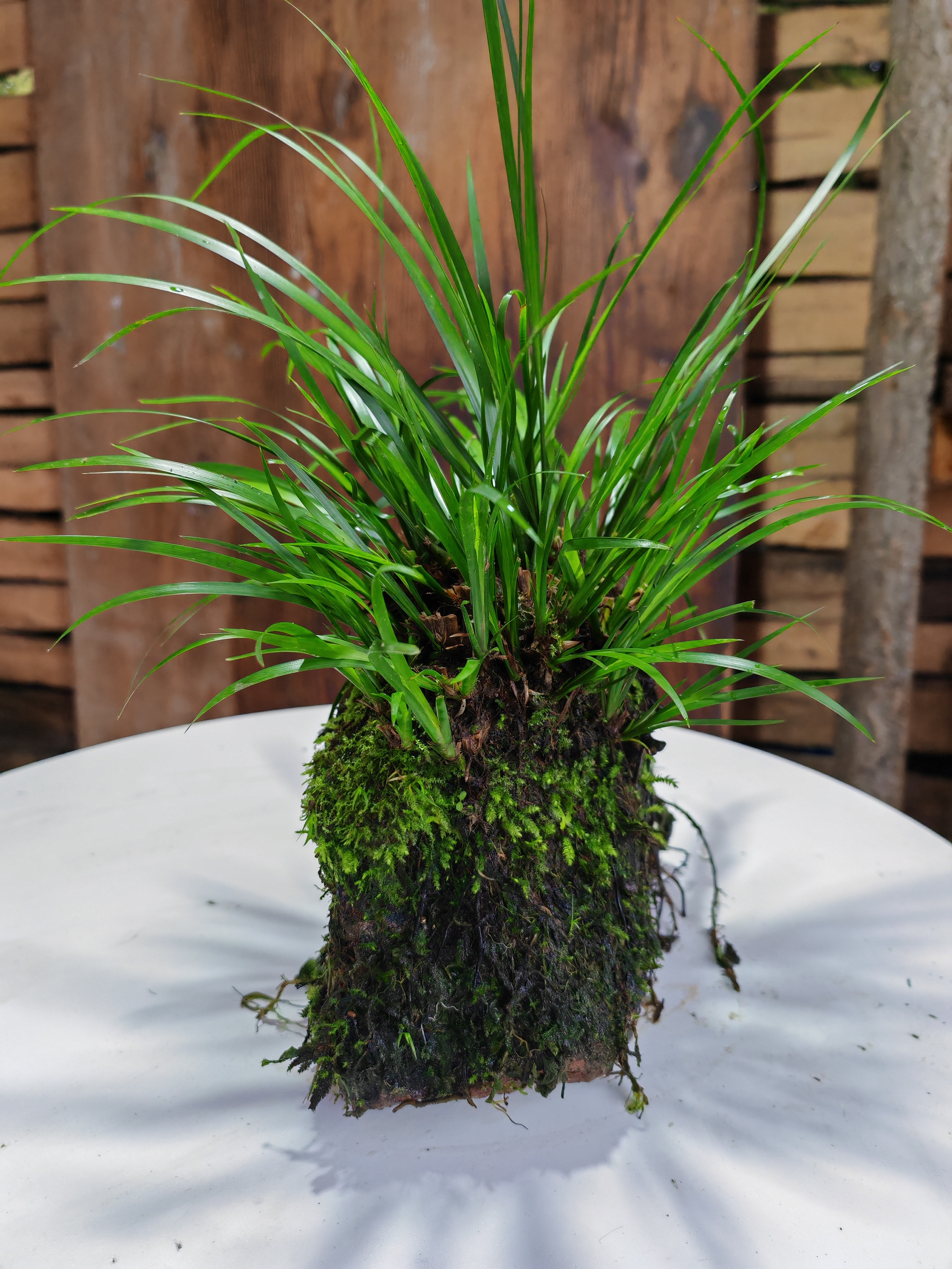 绿植、石菖蒲一物一拍（大品）