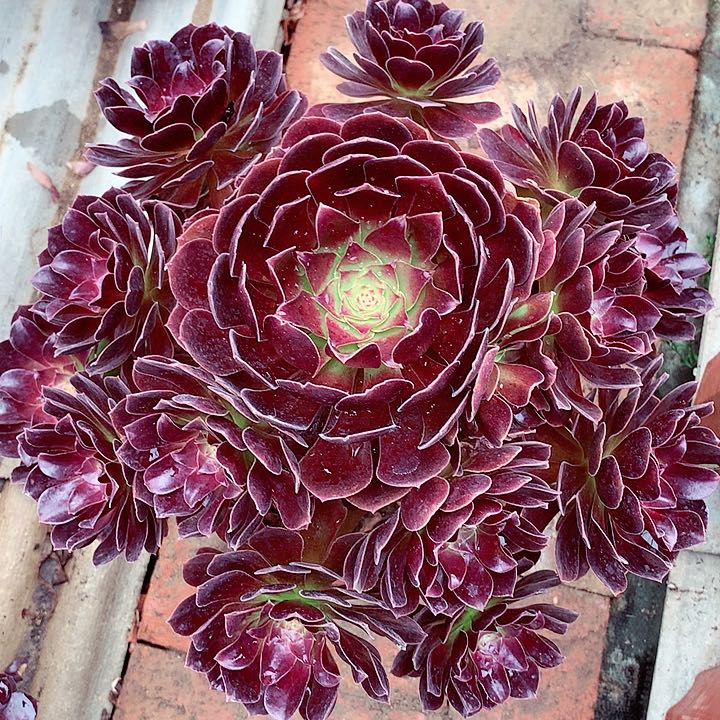 赤焰莲，多肉植物