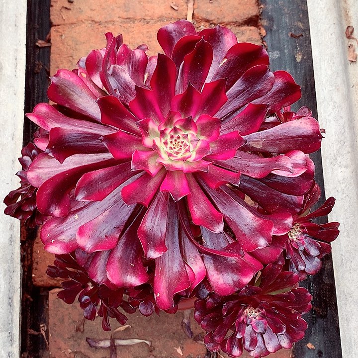 美姬的，多肉植物