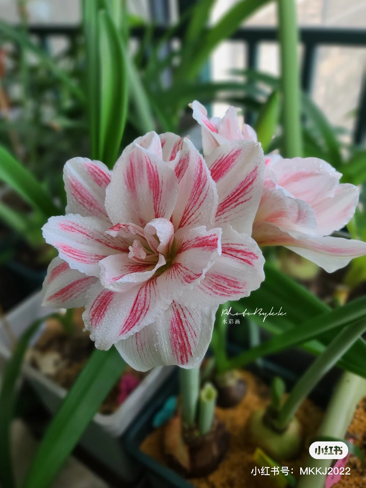 荷兰朱顶红庭院阳台四季好养种球花卉水彩画