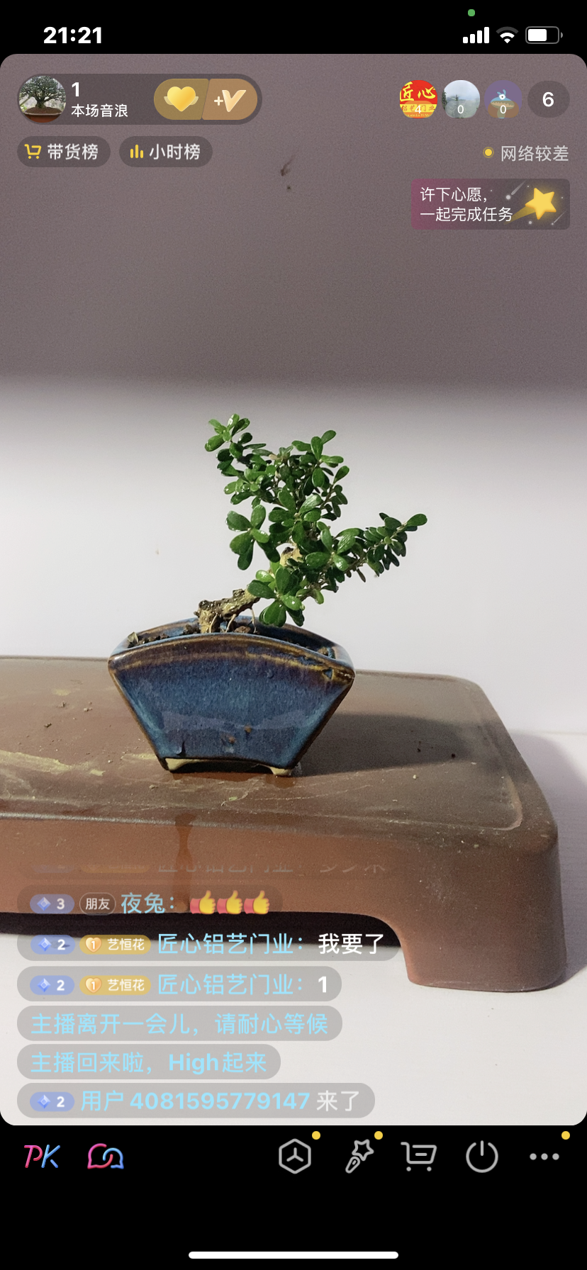 汀江皱皮雀舌黄杨，千年矮