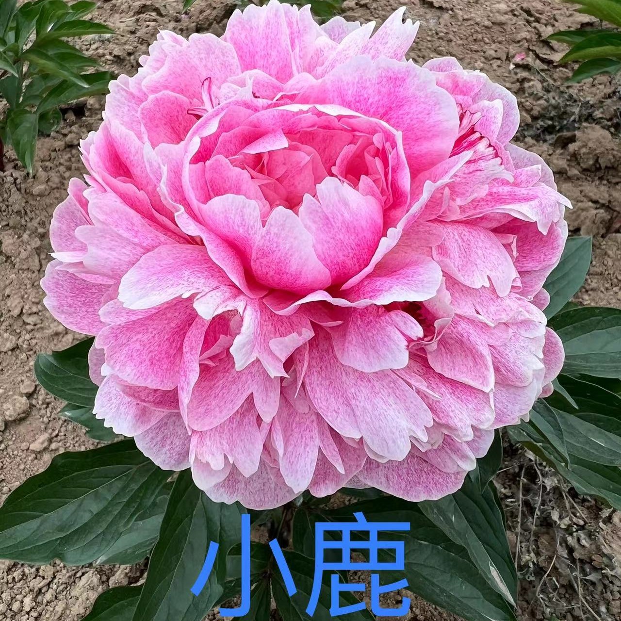 进口芍药《小鹿》 磨砂粉色