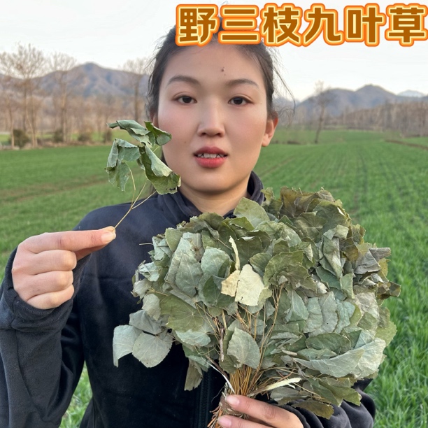 【小圆叶草】农户大山深处采摘 纯野生 无硫无农药 20g包邮另售甘草