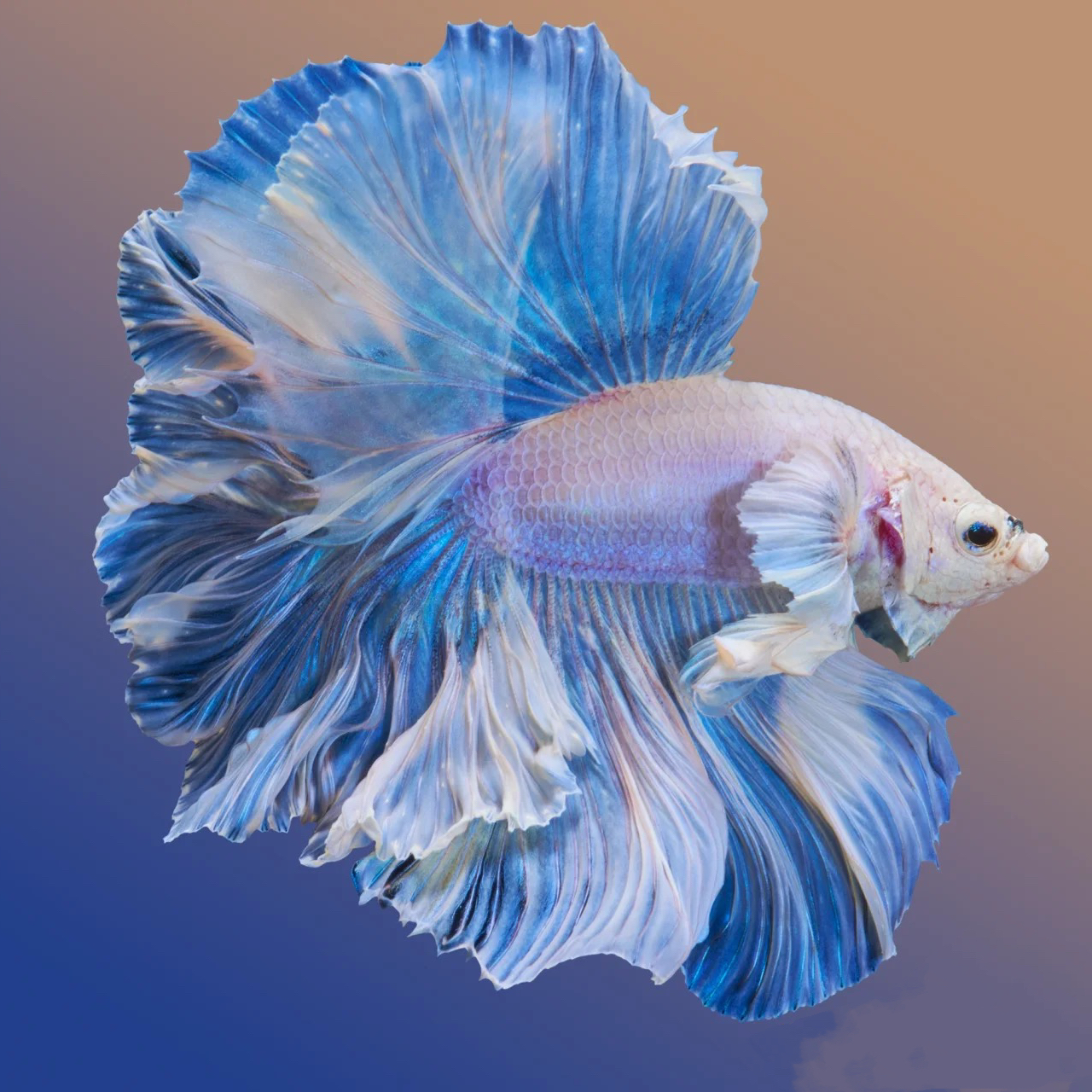 精品120-200号泰国斗鱼精品热带小型观赏鱼婚纱仙仙小鱼