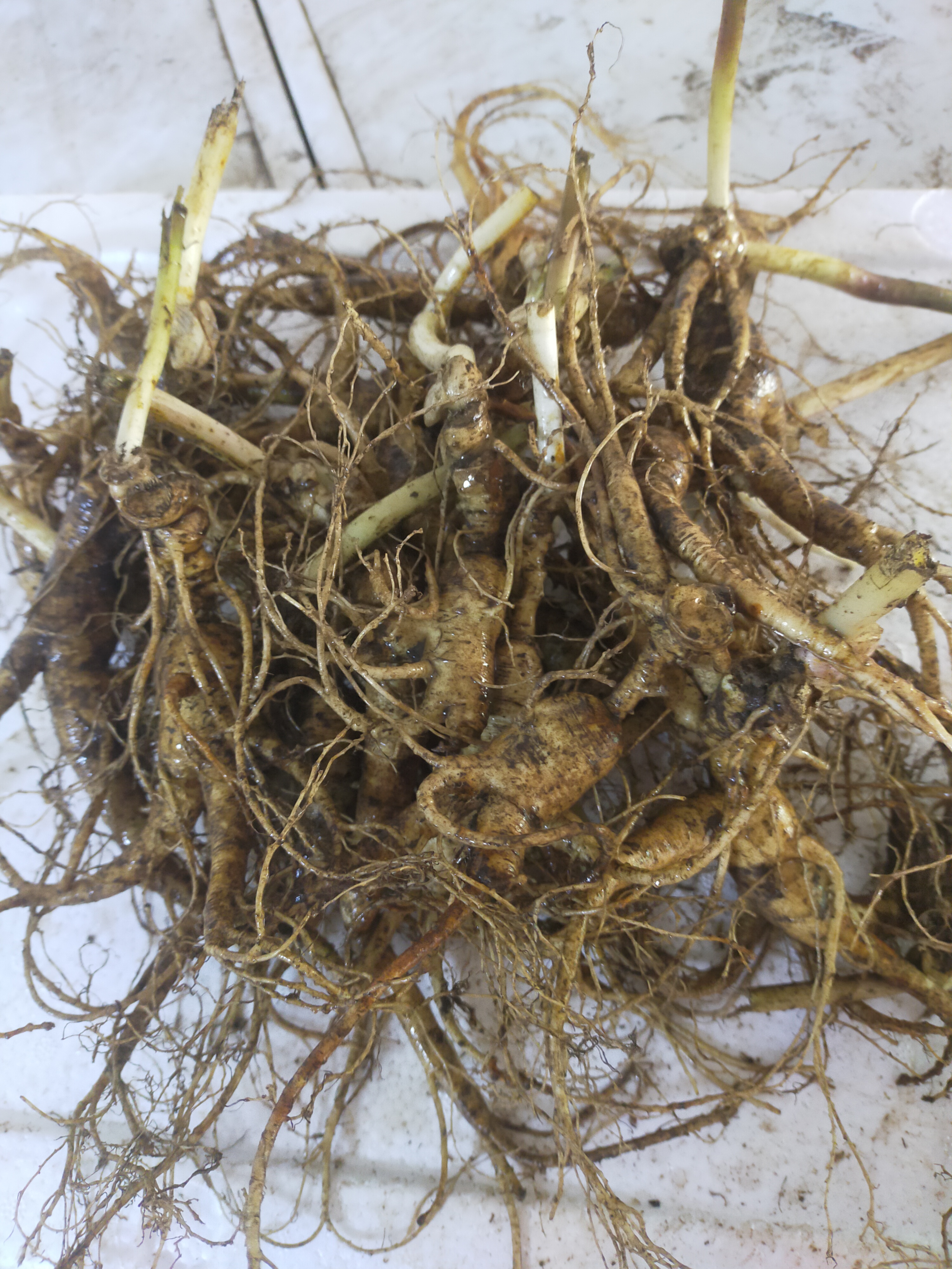 东北林下参  性价比高的