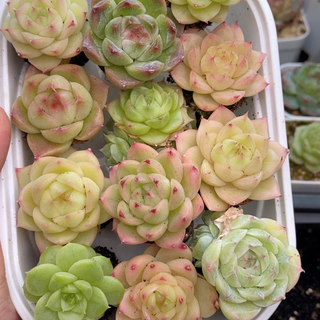 1-535新疆西藏内蒙不发 一盒包邮 2-3公分