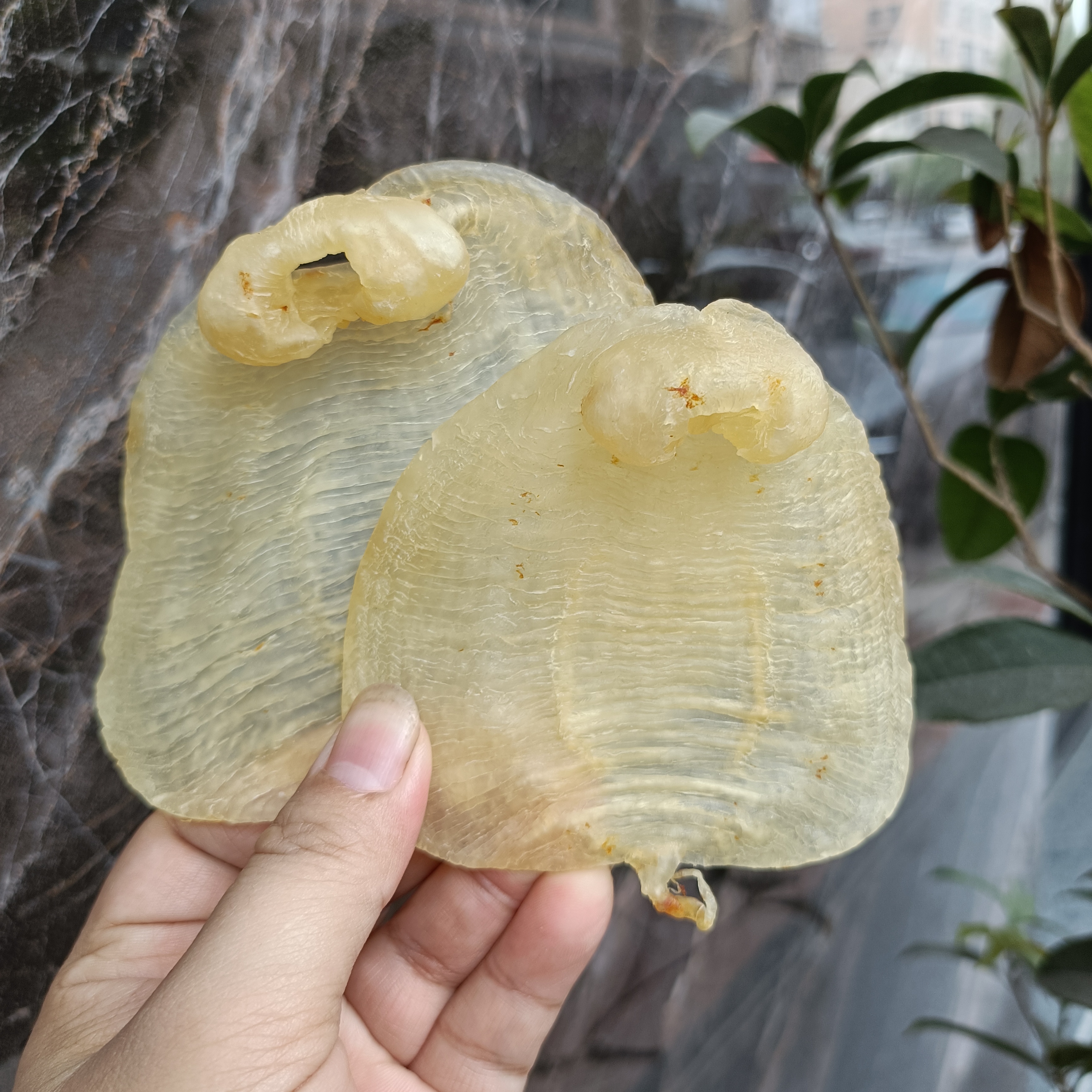 赤嘴母深海干货高品质花胶直播间