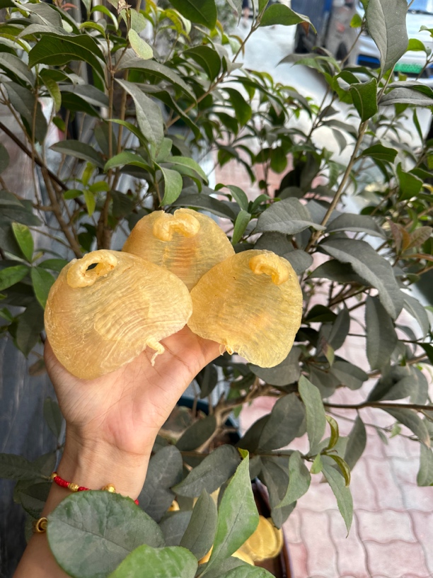 赤嘴母18头规格深海干货高品质花胶直播间称重