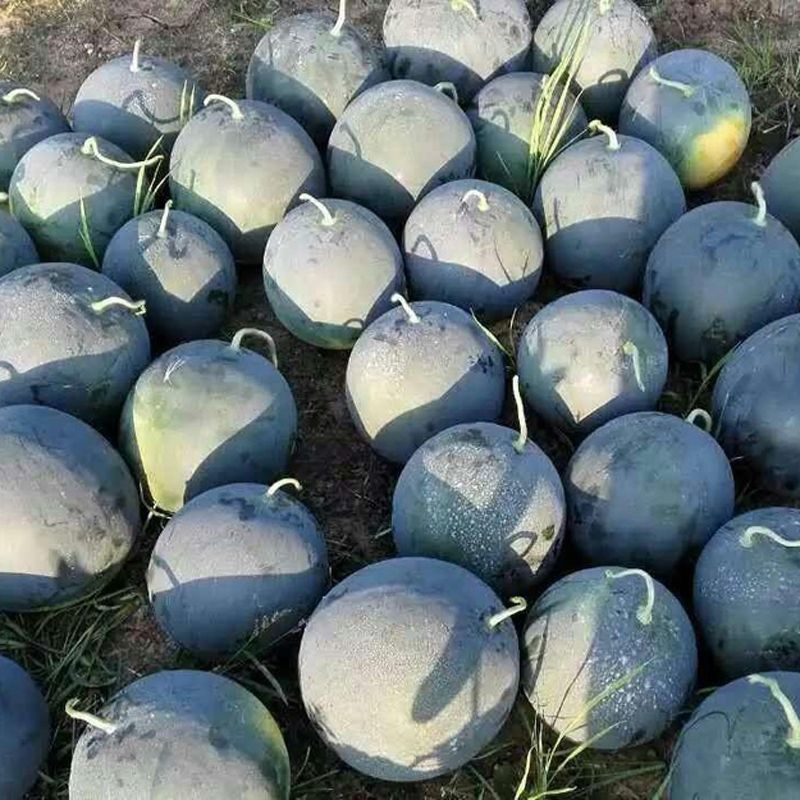 无籽西瓜种子特大高产甜早熟薄皮黑皮巨型瓜农科院优选