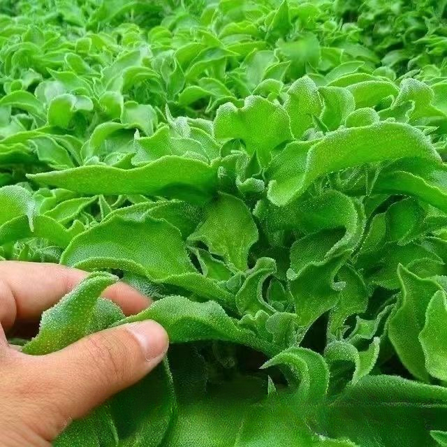 正宗水晶冰菜种子营养高钙非洲冰草自带冰晶高产四季阳台盆栽蔬菜
