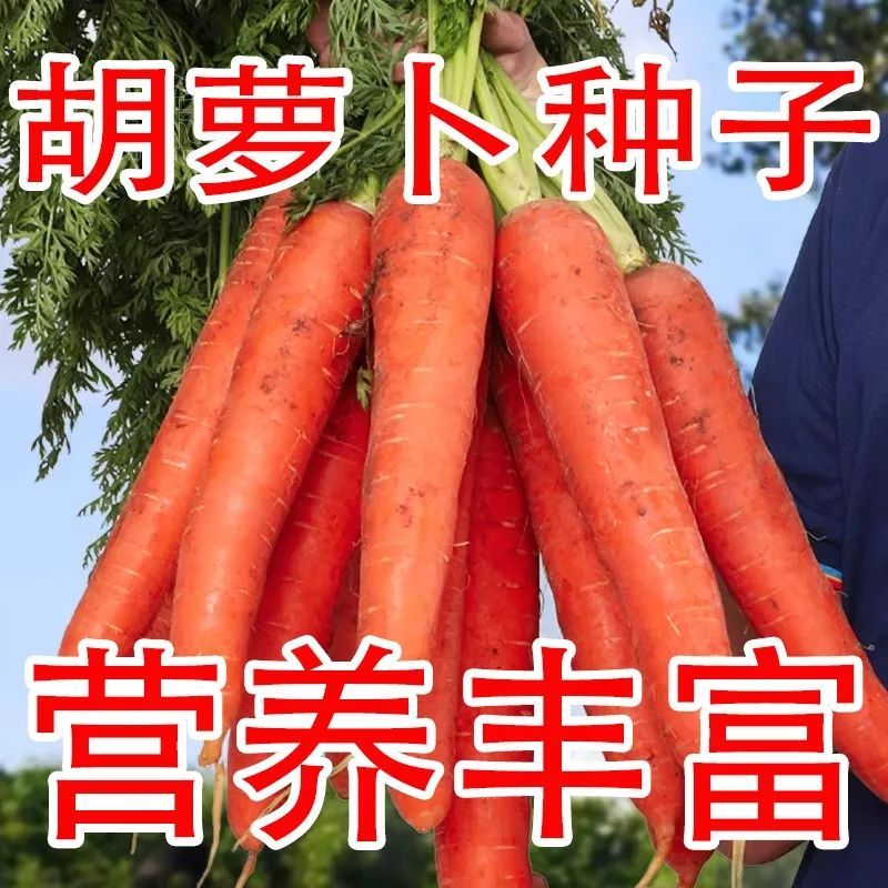 胡萝卜种子籽种萝卜种籽红胡罗卜四季蔬菜种子农家种孑菜种籽