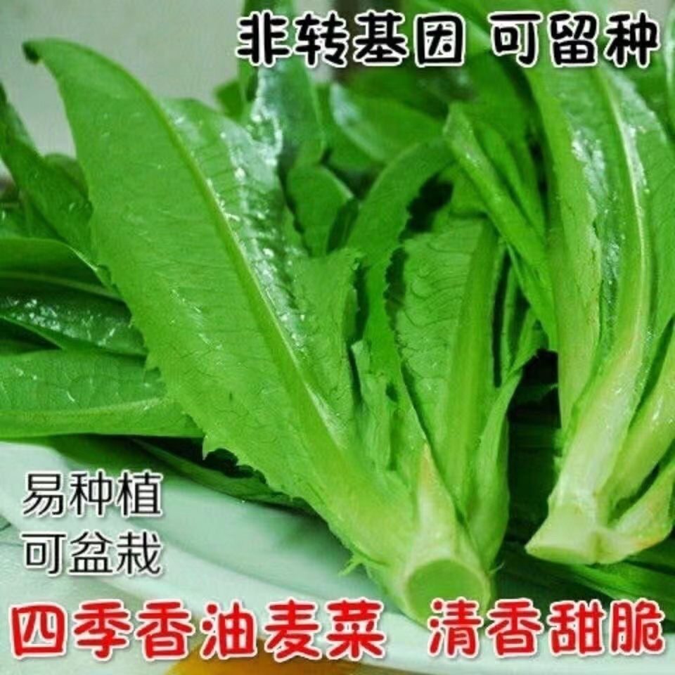 油麦菜种子甜脆清香无斑油麦菜种子四季播种盆栽庭院蔬菜种子庭院
