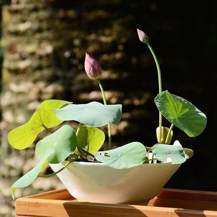 碗莲种开花遇水培水养绿植睡莲荷花无土盆栽花卉