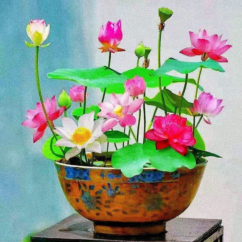 四季碗莲水培植物荷花盆栽花卉观花观叶植物花种四季水生睡莲花籽