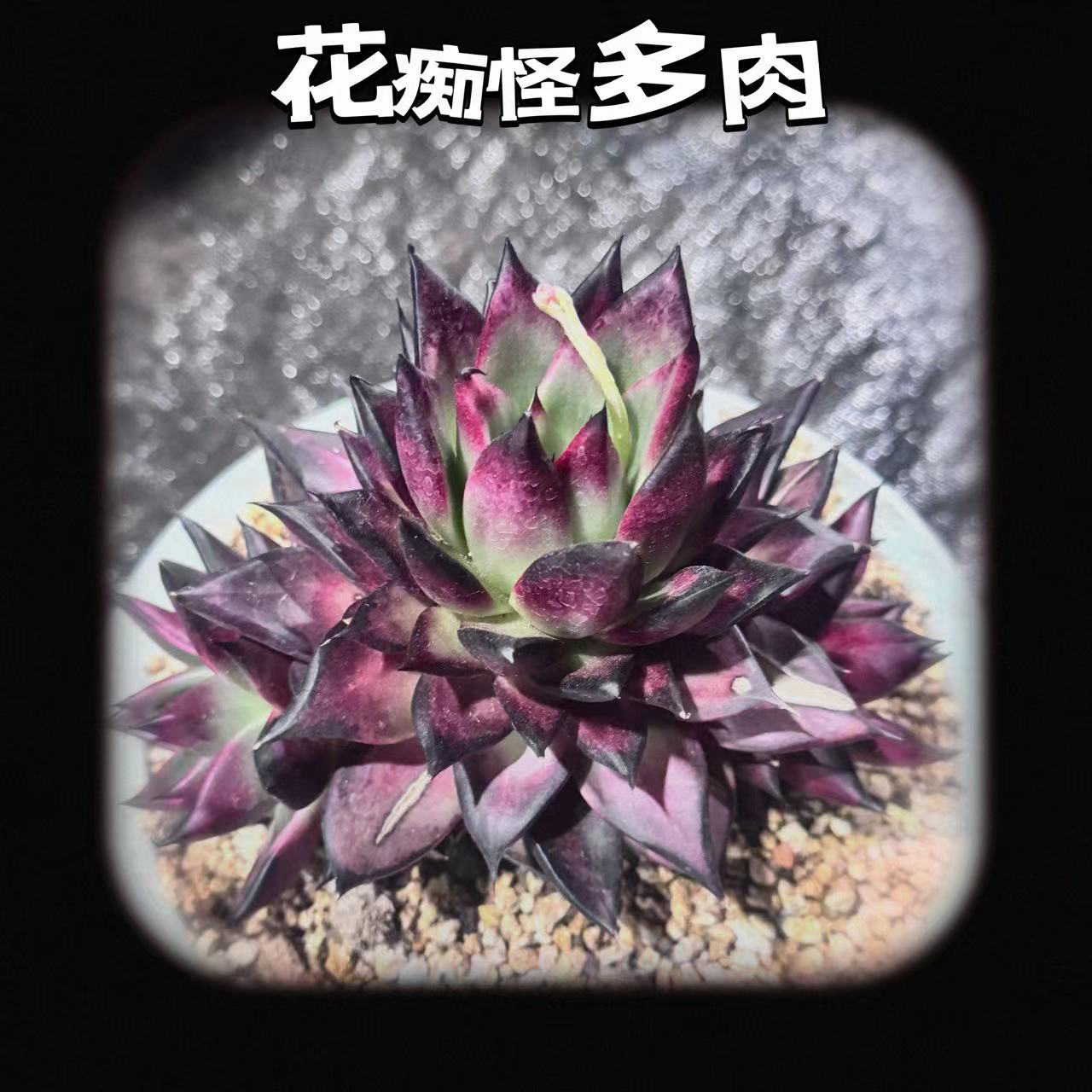 花痴怪多肉一物一拍 基地发货