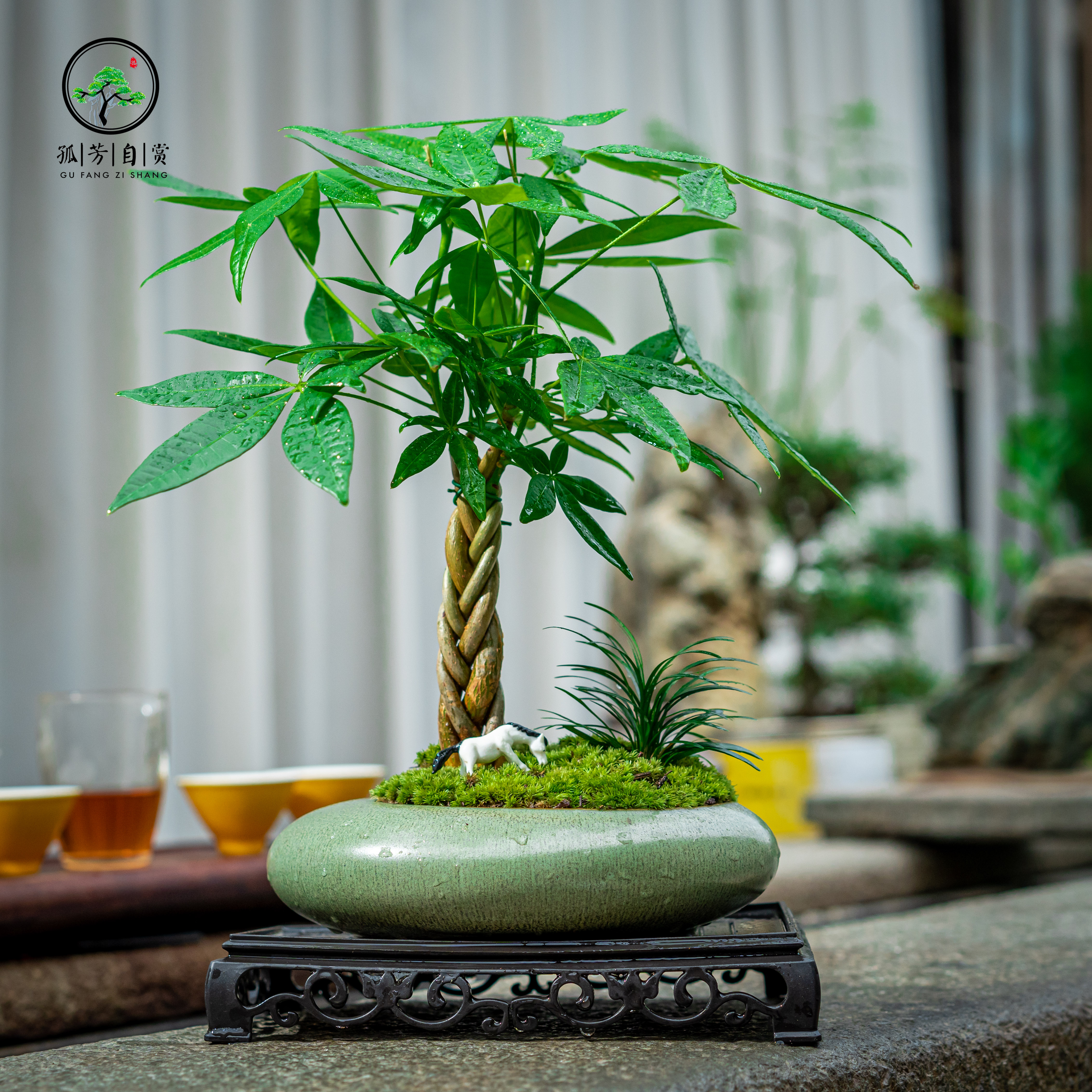 发财树辫子造型盆景室内绿植桌面盆景盆栽组合小盆栽客厅发财树