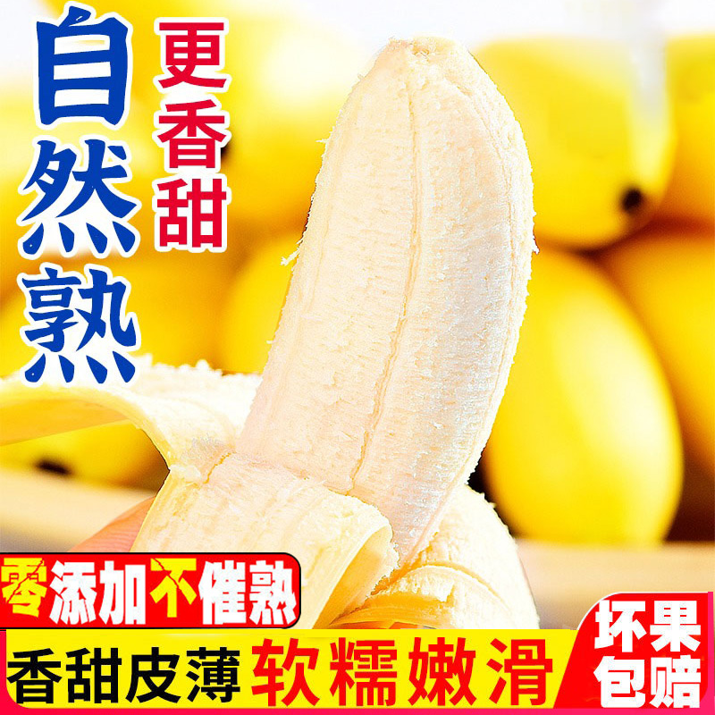 【点关注福利1】广西香甜小米蕉农家新鲜水果蕉皇帝粉蕉1/5/10斤