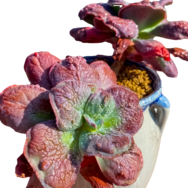 12月14日1301-1400云南大全多肉基地一物一拍满18包邮