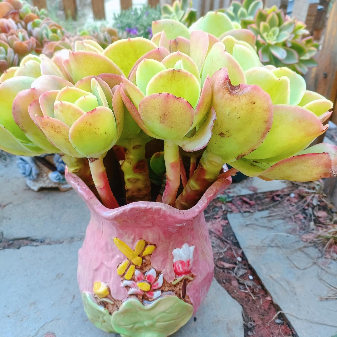 12月18日1501-1600云南多肉植物一物一拍满18包邮