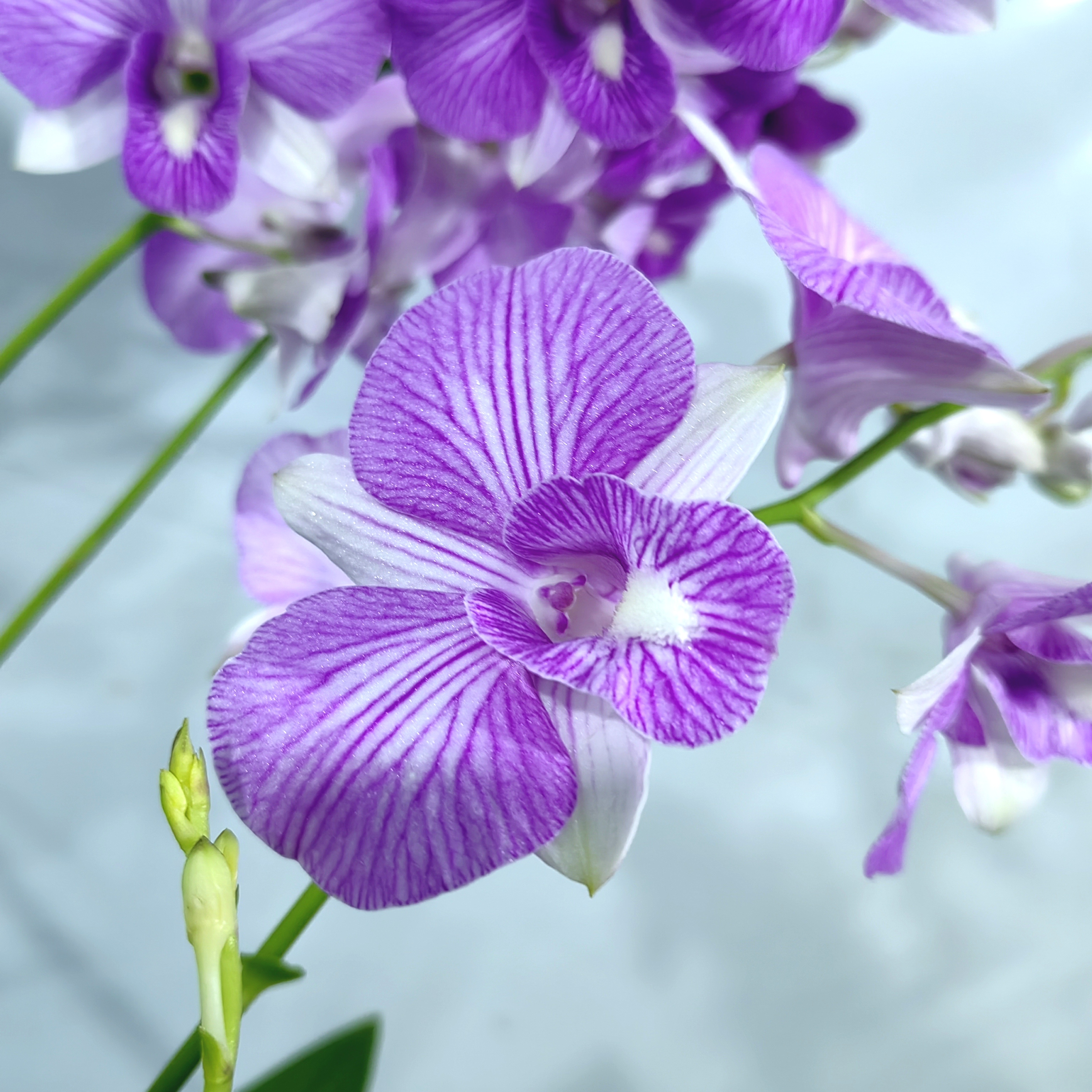 粉蝶｜石斛兰（无花） 花瓣条纹粉白新品花卉绿植石斛盆栽